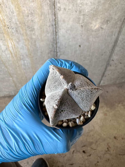 【現品限り】国内にて三角ランポー錦で種子購入/サボテン/斑なし【B15】