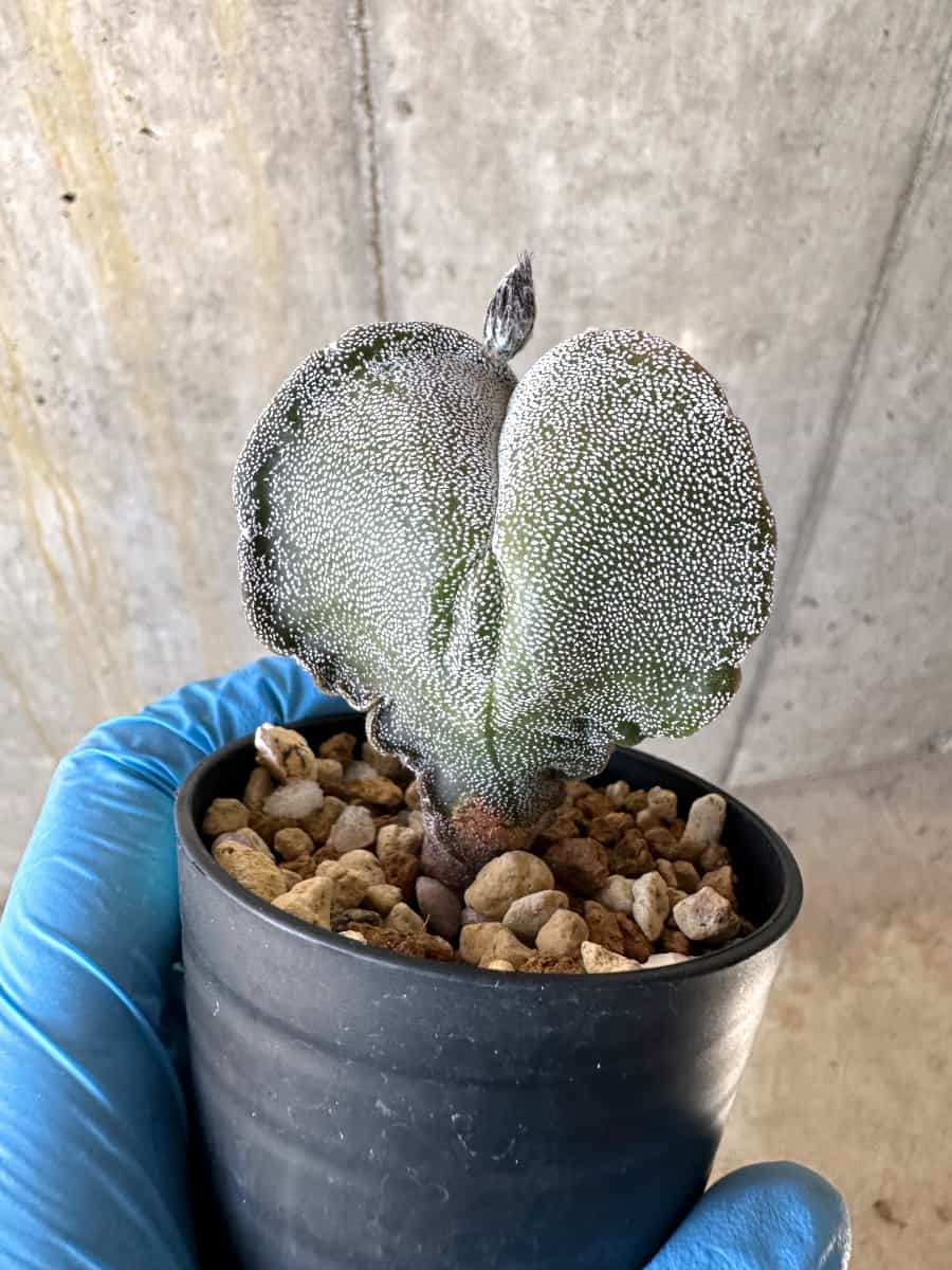 【現品限り】国内にて三角ランポー錦で種子購入/サボテン/斑なし【B15】