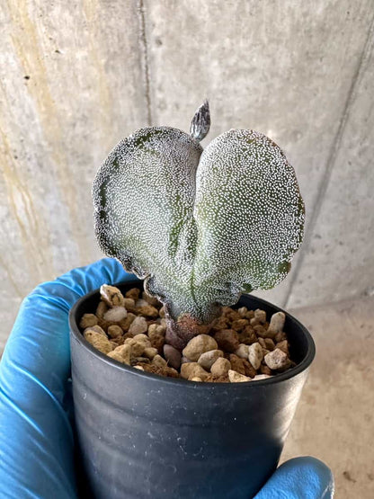 【現品限り】国内にて三角ランポー錦で種子購入/サボテン/斑なし【B15】