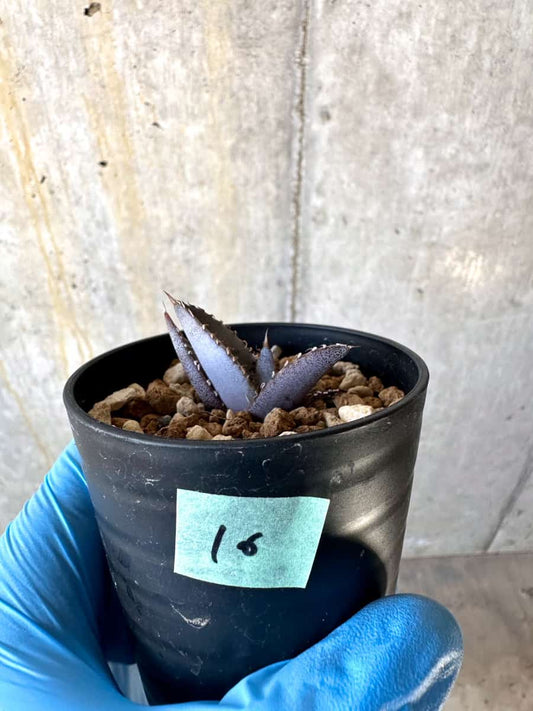 【現品限り】アガベ・チタノタブルー 実生苗【B16】 Agave titanota ‘Blue