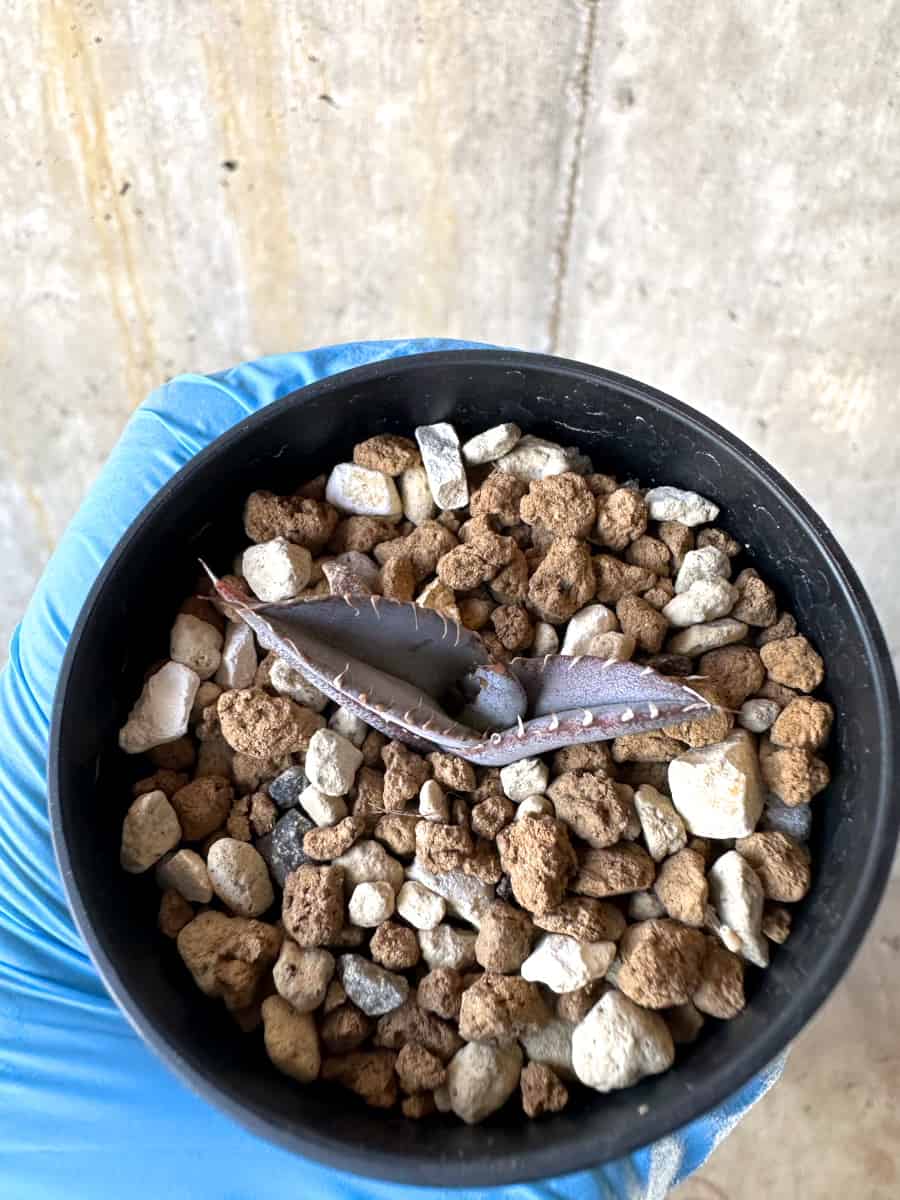 【現品限り】アガベ・チタノタブルー 実生苗【B16】 Agave titanota ‘Blue