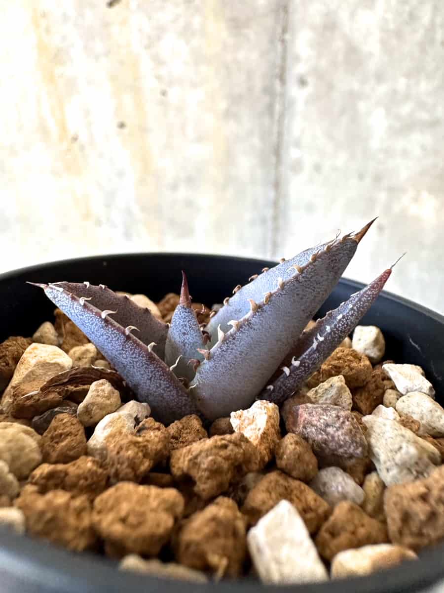 【現品限り】アガベ・チタノタブルー 実生苗【B16】 Agave titanota ‘Blue