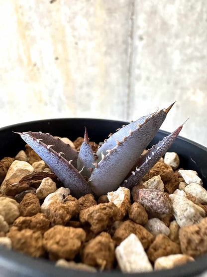 【現品限り】アガベ・チタノタブルー 実生苗【B16】 Agave titanota ‘Blue