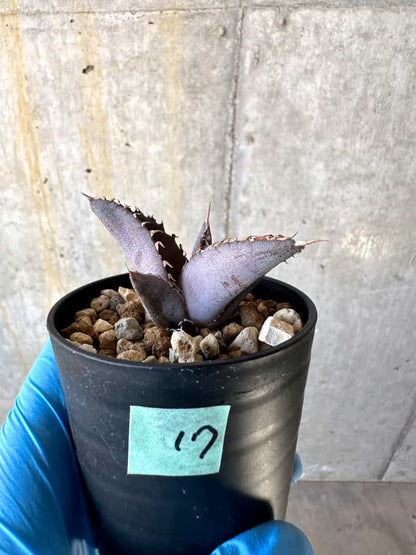 【現品限り】アガベ・チタノタブルー 実生苗【B17】 Agave titanota ‘Blue