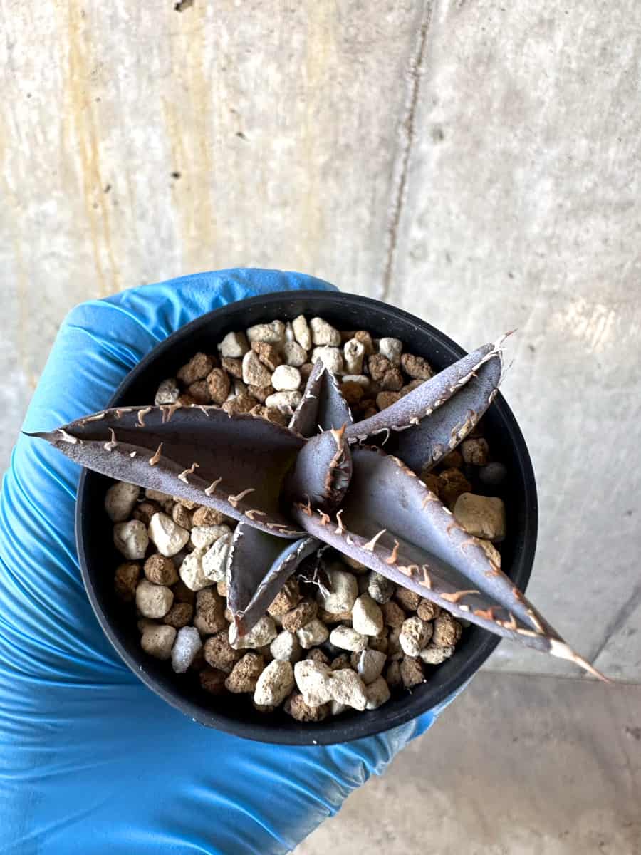 【現品限り】アガベ・チタノタブルー 実生苗【B17】 Agave titanota ‘Blue