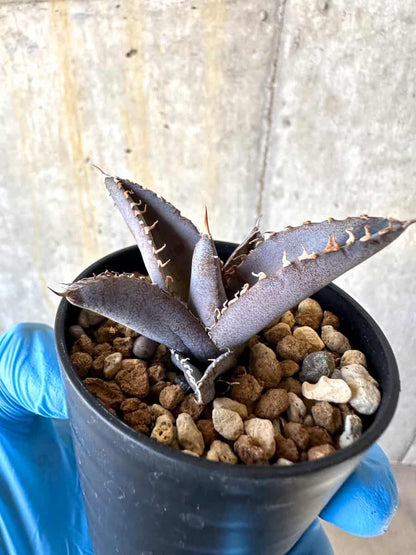 【現品限り】アガベ・チタノタブルー 実生苗【B17】 Agave titanota ‘Blue