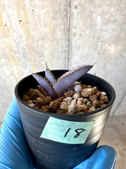 【現品限り】アガベ・チタノタブルー 実生苗【B18】 Agave titanota ‘Blue