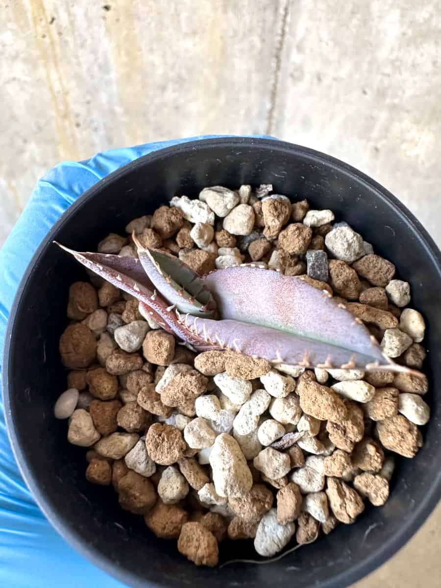 【現品限り】アガベ・チタノタブルー 実生苗【B18】 Agave titanota ‘Blue