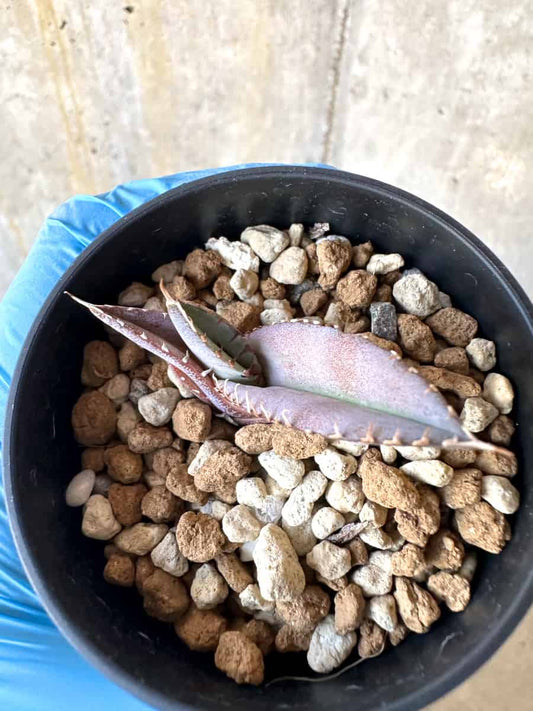 【現品限り】アガベ・チタノタブルー 実生苗【B18】 Agave titanota ‘Blue