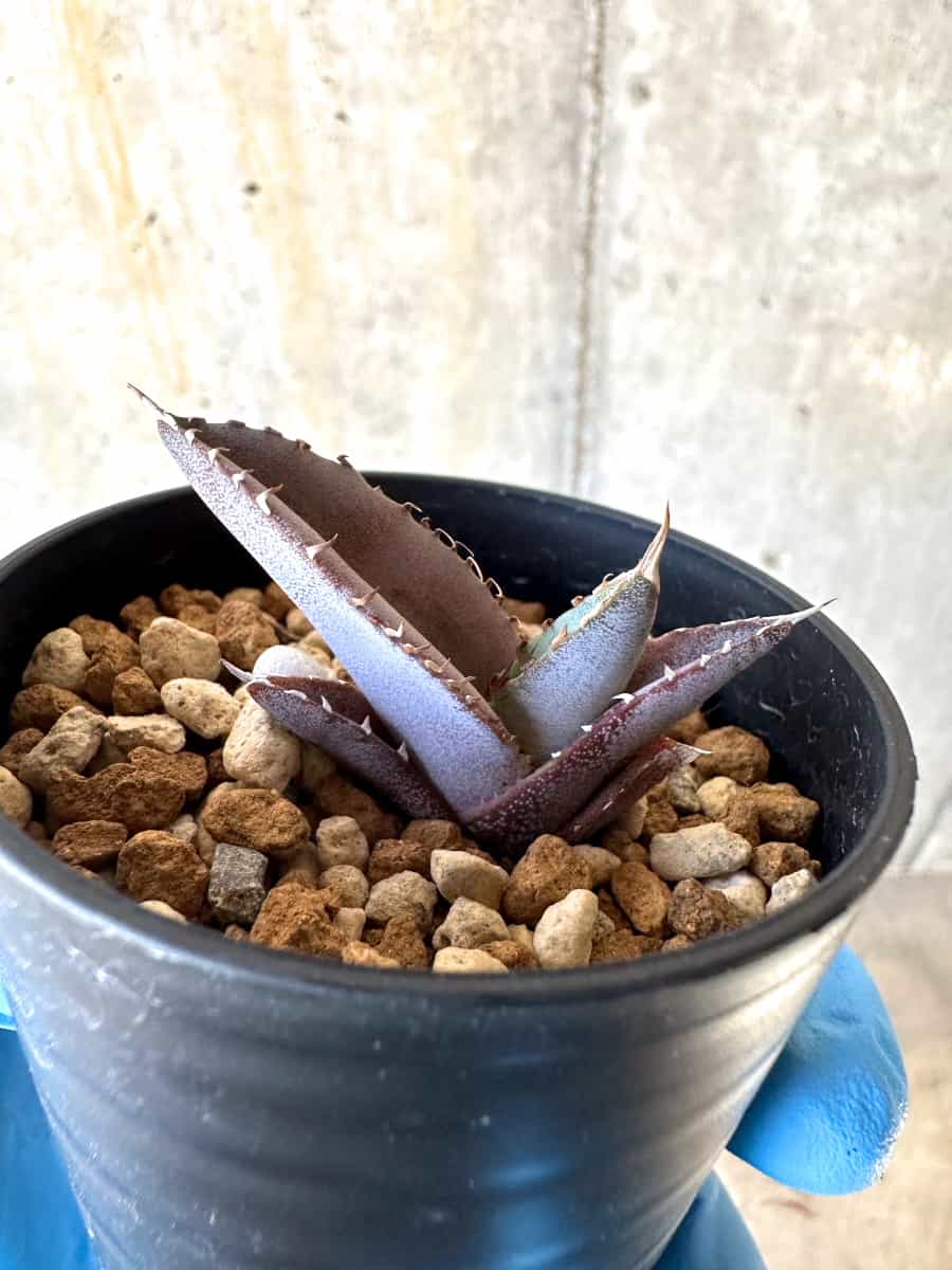 【現品限り】アガベ・チタノタブルー 実生苗【B18】 Agave titanota ‘Blue