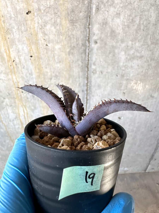 【現品限り】アガベ・チタノタブルー 実生苗【B19】 Agave titanota ‘Blue