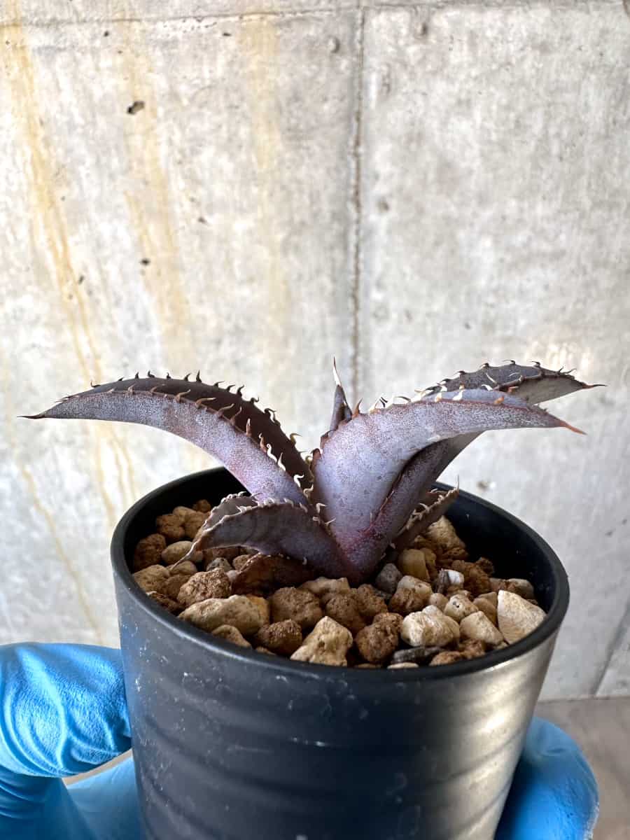 【現品限り】アガベ・チタノタブルー 実生苗【B19】 Agave titanota ‘Blue