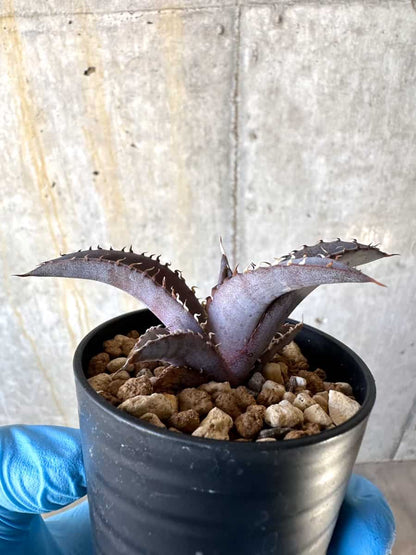 【現品限り】アガベ・チタノタブルー 実生苗【B19】 Agave titanota ‘Blue
