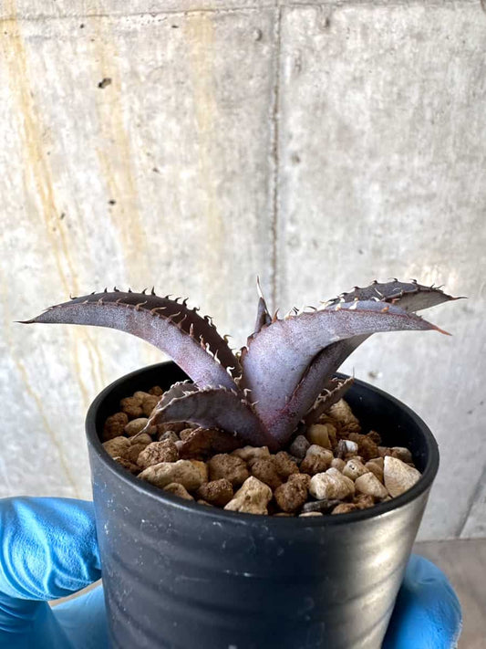 【現品限り】アガベ・チタノタブルー 実生苗【B19】 Agave titanota ‘Blue