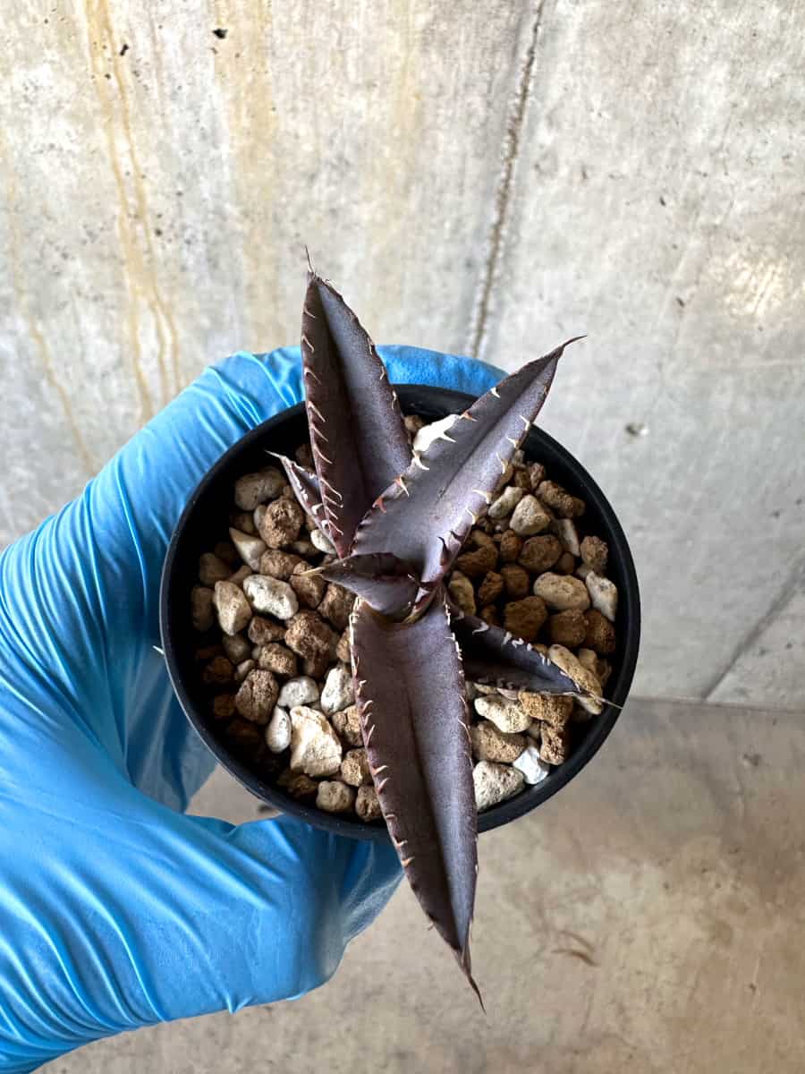 【現品限り】アガベ・チタノタブルー 実生苗【B19】 Agave titanota ‘Blue