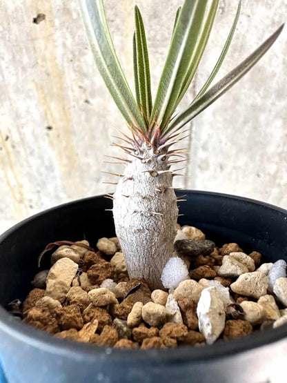 【現品限り】パキポディウム・グラキリス【B1】 Pachypodium gracilius