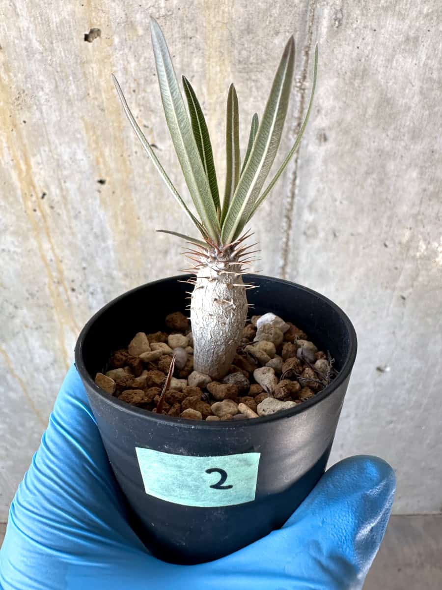 【現品限り】パキポディウム・グラキリス【B2】 Pachypodium gracilius