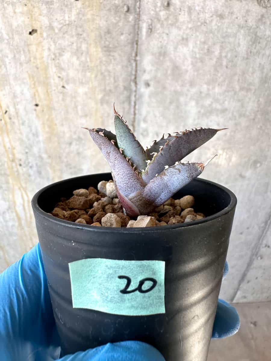 【現品限り】アガベ・チタノタブルー 実生苗【B20】 Agave titanota ‘Blue