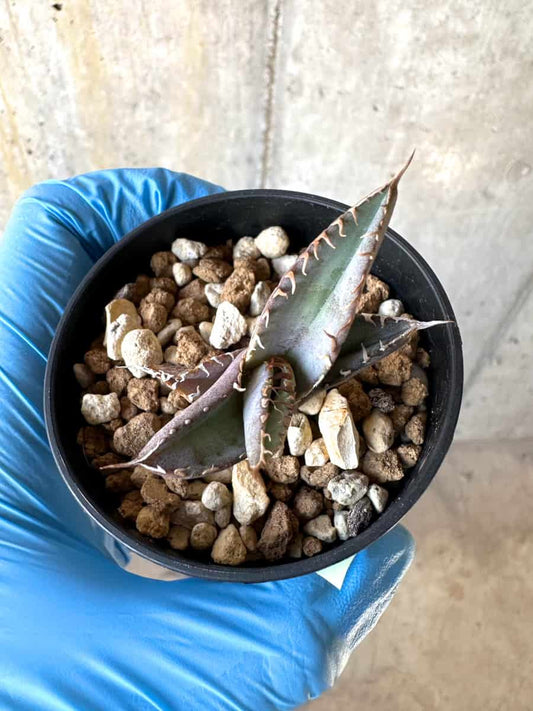 【現品限り】アガベ・チタノタブルー 実生苗【B20】 Agave titanota ‘Blue