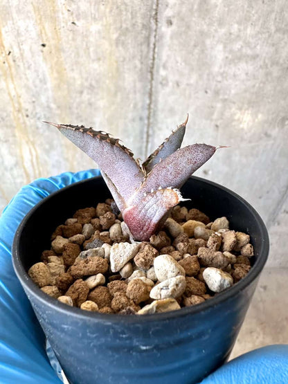 【現品限り】アガベ・チタノタブルー 実生苗【B20】 Agave titanota ‘Blue