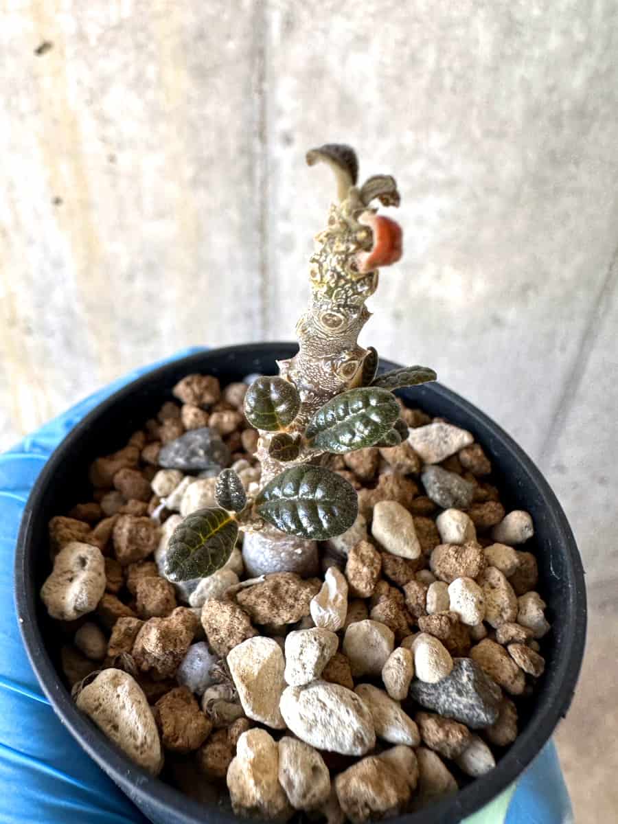 現品限り】ドルステニア・ギガス 実生苗【B21】 Dorstenia gigas 塊根