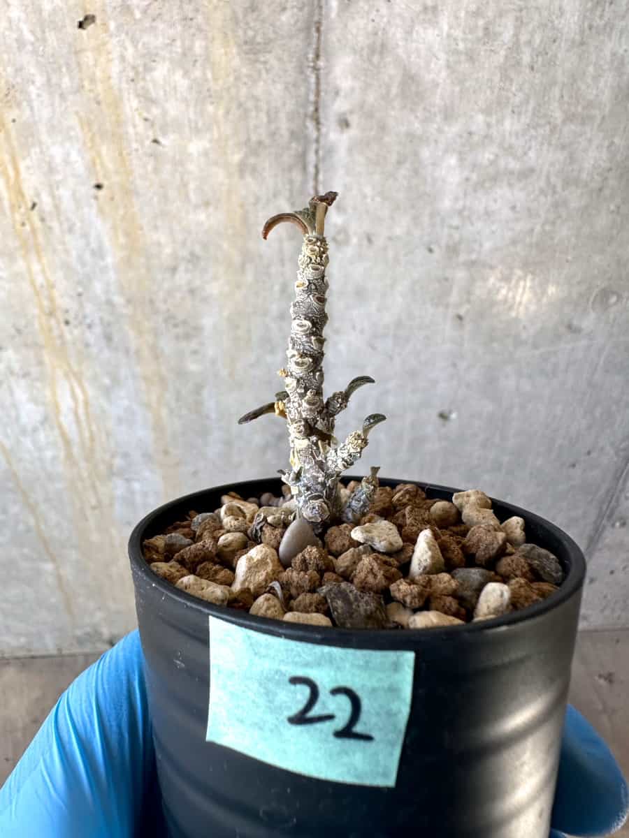 現品限り】ドルステニア・ギガス 実生苗【B22】 Dorstenia gigas 塊根