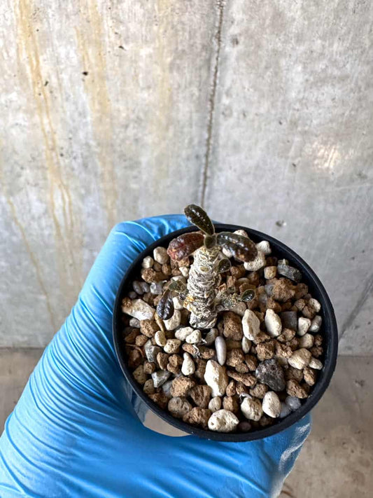 【現品限り】ドルステニア・ギガス 実生苗【B22】 Dorstenia gigas