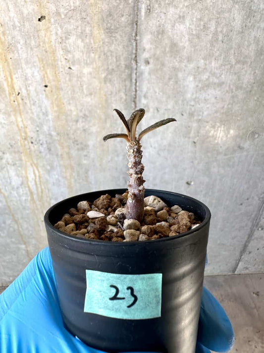 【現品限り】ドルステニア・ギガス 実生苗【B23】 Dorstenia gigas