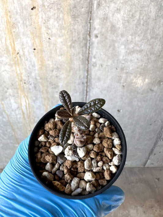 【現品限り】ドルステニア・ギガス 実生苗【B23】 Dorstenia gigas