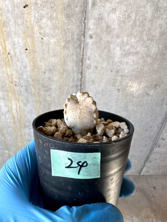 【現品限り】ホワイトスロアネア・クラサ【B24】 Whitesloanea crassa