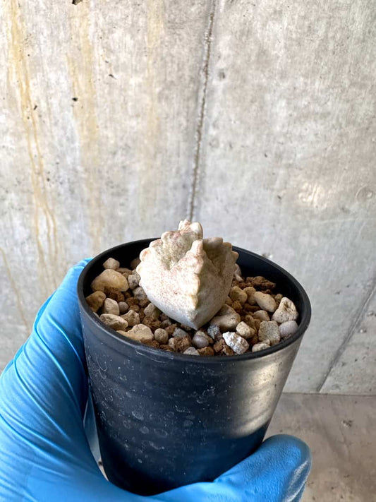 【現品限り】ホワイトスロアネア・クラサ【B24】 Whitesloanea crassa