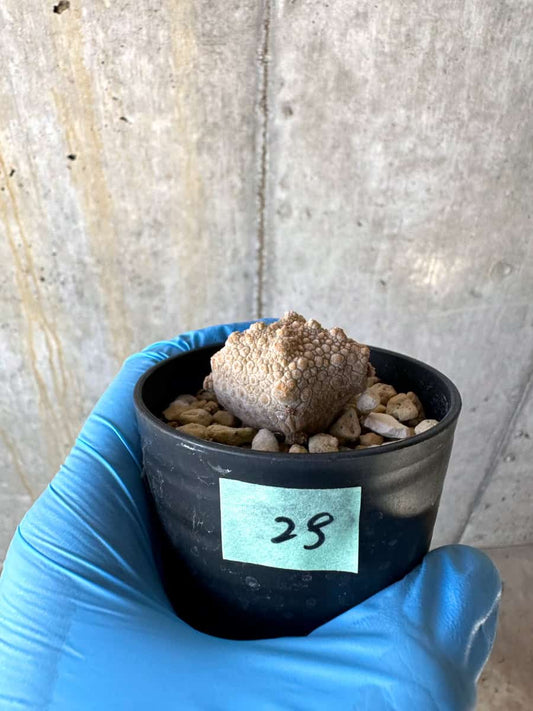 【現品限り】プセウドリトス・クビフォルメ【B25】 Pseudolithos cubiforme