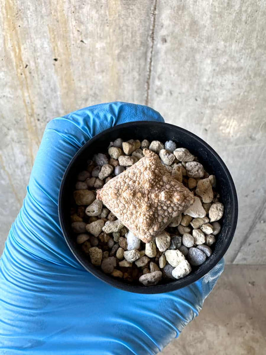 【現品限り】プセウドリトス・クビフォルメ【B25】 Pseudolithos cubiforme