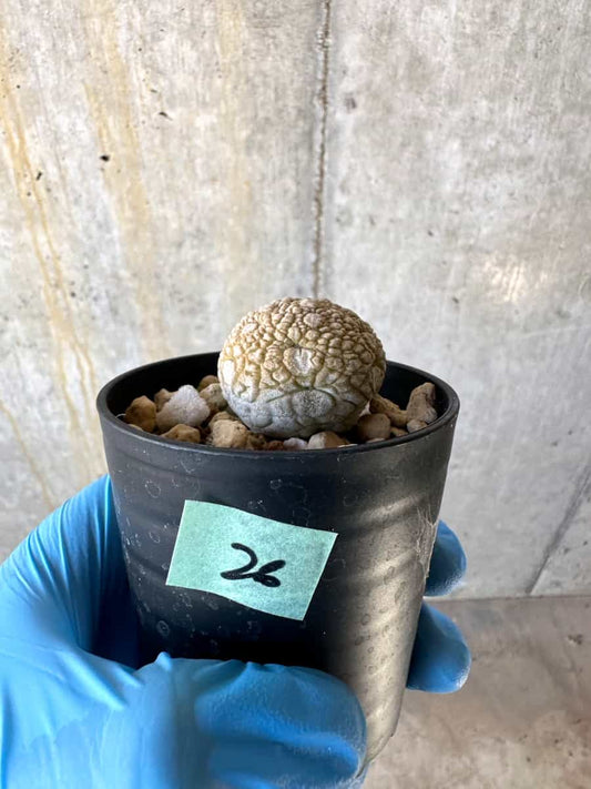 【現品限り】プセウドリトス・ミギウルティヌス【B26】 Pseudolithos migiurtinus