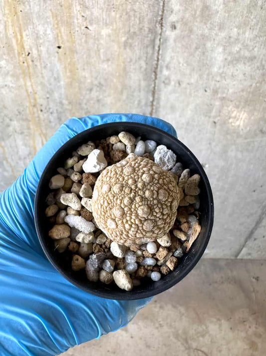 【現品限り】プセウドリトス・ミギウルティヌス【B26】 Pseudolithos migiurtinus