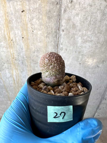 【現品限り】プセウドリトス・ミギウルティヌス【B27】 Pseudolithos migiurtinus