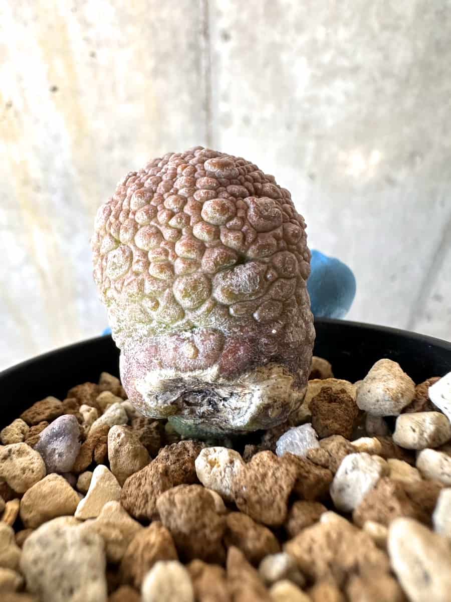 【現品限り】プセウドリトス・ミギウルティヌス【B27】 Pseudolithos migiurtinus