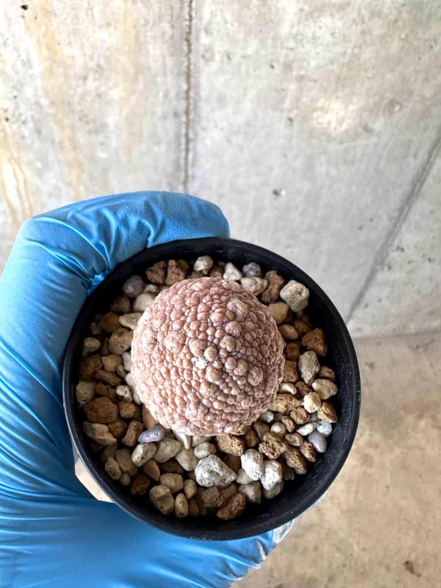 【現品限り】プセウドリトス・ミギウルティヌス【B27】 Pseudolithos migiurtinus