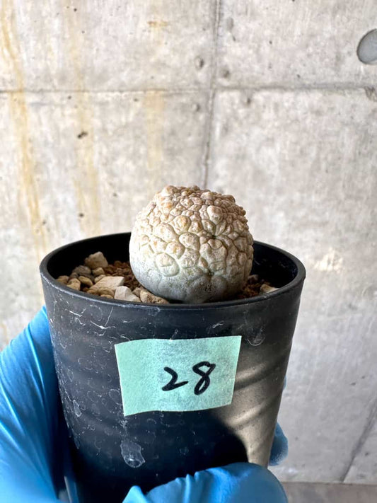 【現品限り】プセウドリトス・ミギウルティヌス【B28】 Pseudolithos migiurtinus