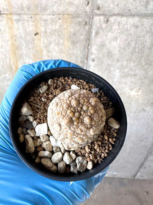 【現品限り】プセウドリトス・ミギウルティヌス【B28】 Pseudolithos migiurtinus