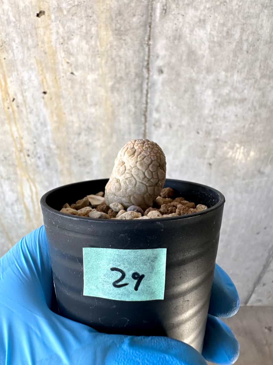 【現品限り】プセウドリトス・ミギウルティヌス【B29】 Pseudolithos migiurtinus