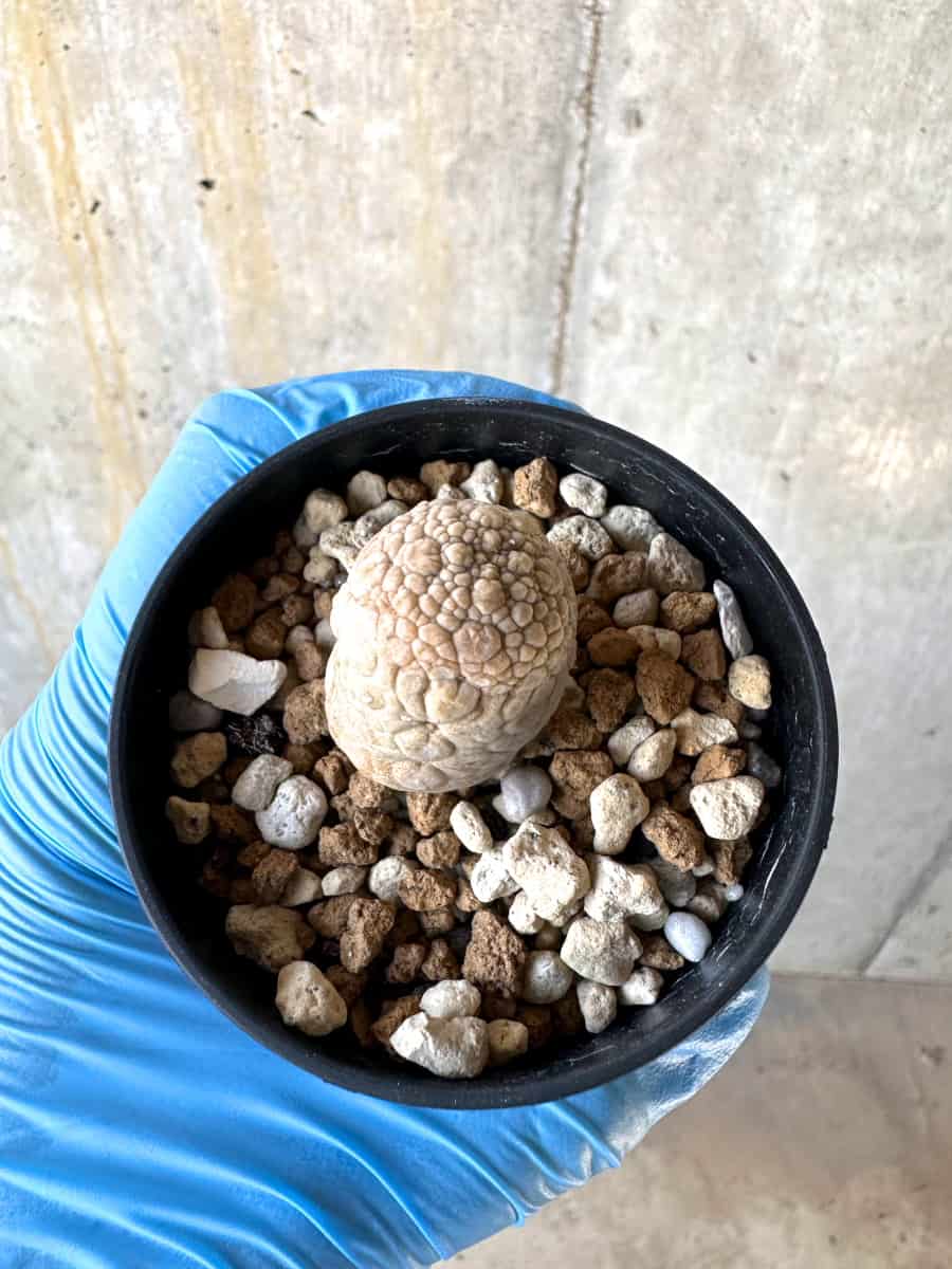 【現品限り】プセウドリトス・ミギウルティヌス【B29】 Pseudolithos migiurtinus