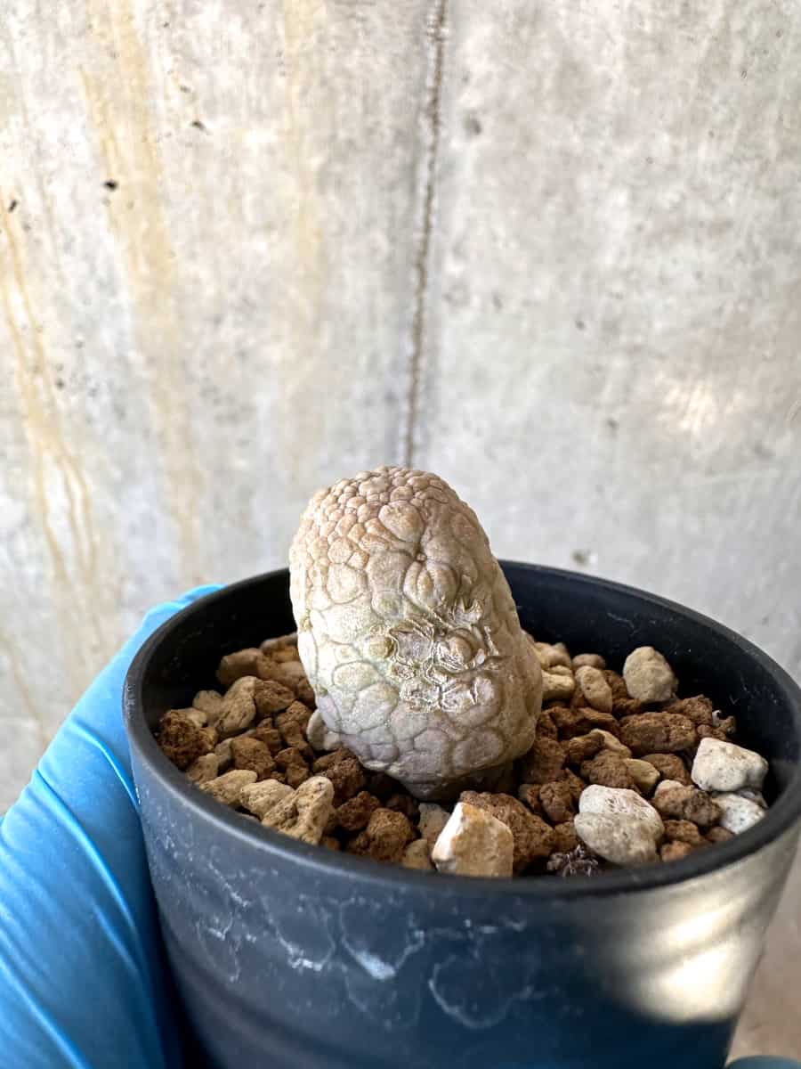 【現品限り】プセウドリトス・ミギウルティヌス【B29】 Pseudolithos migiurtinus