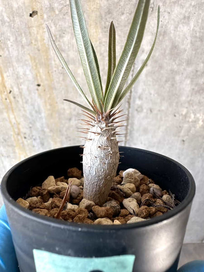 【現品限り】パキポディウム・グラキリス【B2】 Pachypodium gracilius