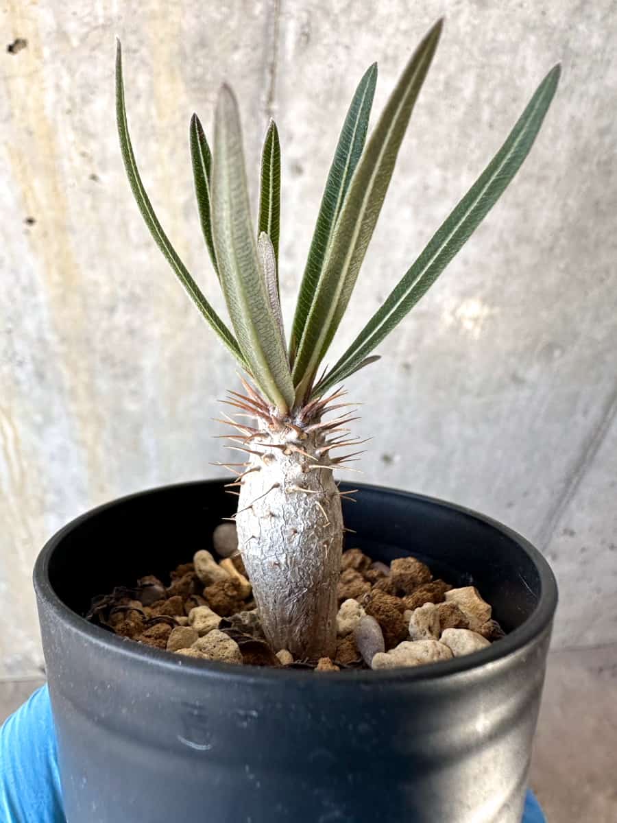 【現品限り】パキポディウム・グラキリス【B2】 Pachypodium gracilius