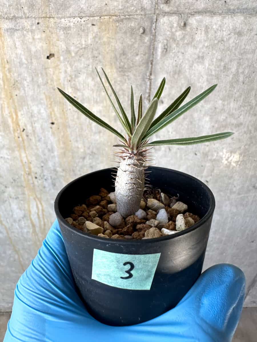 【現品限り】パキポディウム・グラキリス【B3】 Pachypodium gracilius
