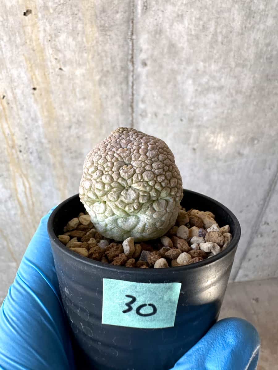 【現品限り】プセウドリトス・ミギウルティヌス【B30】 Pseudolithos migiurtinus