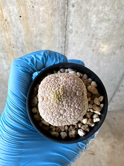 【現品限り】プセウドリトス・ミギウルティヌス【B30】 Pseudolithos migiurtinus