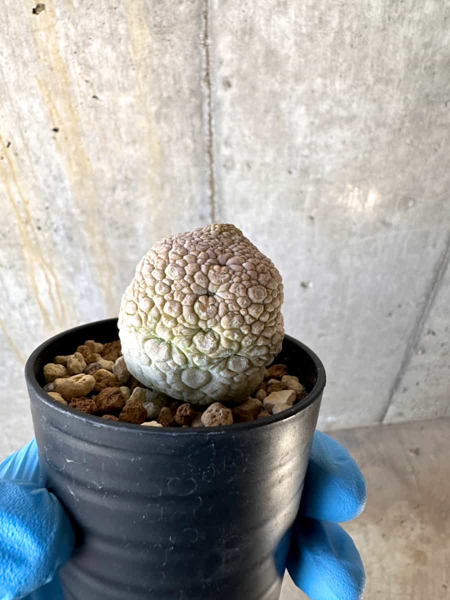 現品限り】プセウドリトス・ミギウルティヌス【B30】 Pseudolithos