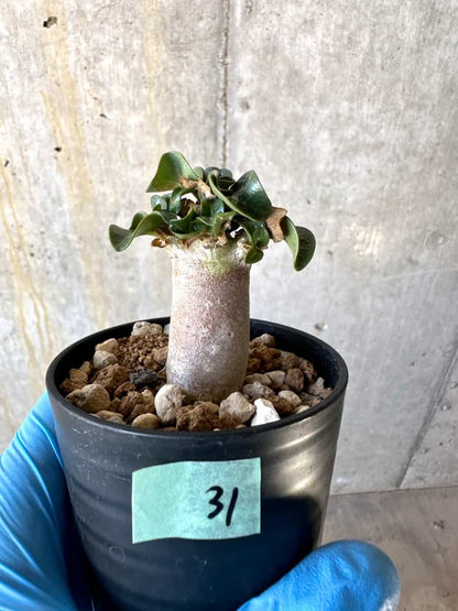 【現品限り】アデニウム・DHA 葉巻【B31】 Adenium DHA